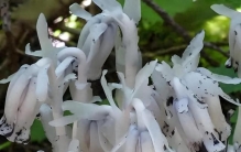 隐于深山的特殊植物：这10种颠覆认知的“异类”，见过一半算你牛