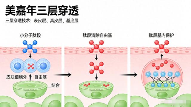 96%用户28天见证皮肤紧致提升？科学抗衰