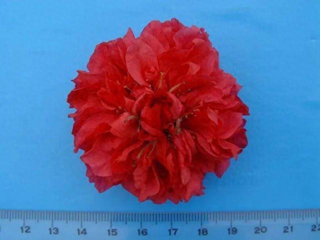 世界上最大桃花你见过吗，最多有220个花瓣！