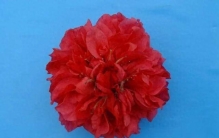 世界上最大桃花你见过吗，最多有220个花瓣！