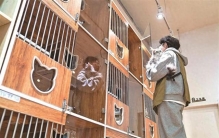 “标准”如何护航宠物经济良性发展