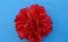 世界上最大桃花你见过吗，最多有220个花瓣