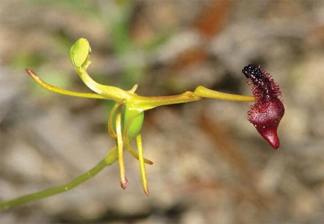10种颠覆认知的植物：会“暴扣”昆虫、能上火星、长得像外星生物
