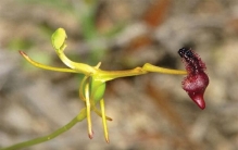 10种颠覆认知的植物：会“暴扣”昆虫、能上火星、长得像外星生物