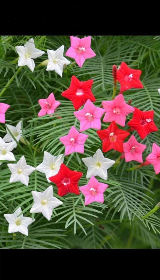 藏在花草圈的“冷门三宝”：茑萝绕藤、凝蹄玉卖萌、夕雾成云