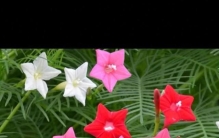 藏在花草圈的“冷门三宝”：茑萝绕藤、凝蹄玉卖萌、夕雾成云