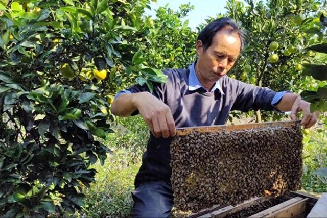 湖南湖北的12大蜜源植物，你最喜欢哪种蜜？