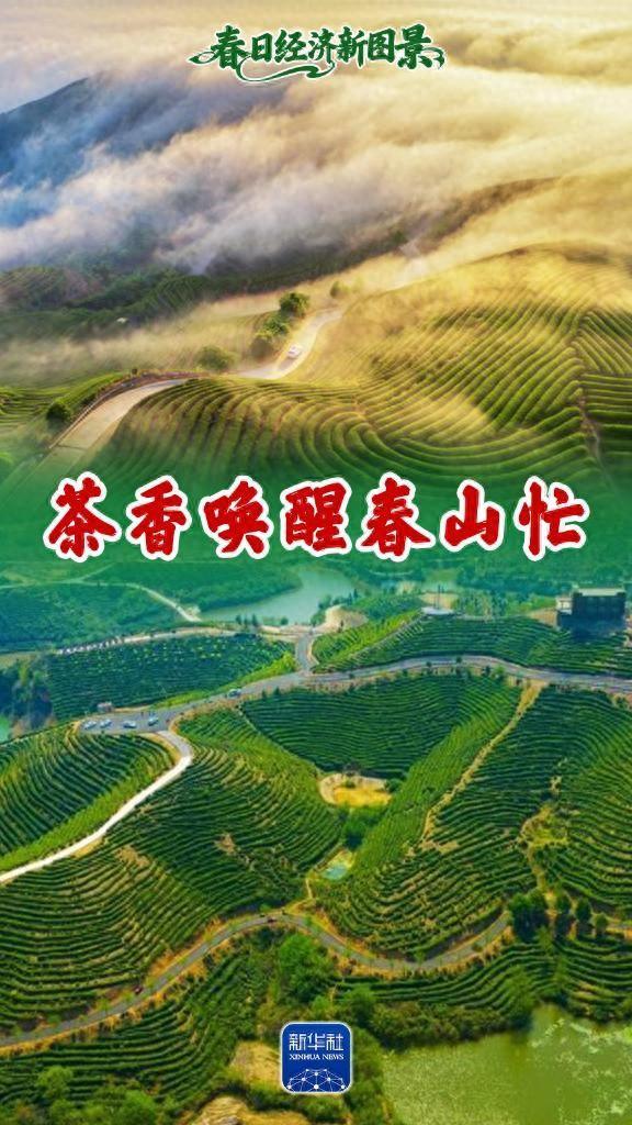 春日经济新图景丨茶香唤醒春山忙