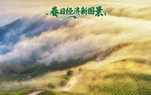 春日经济新图景丨茶香唤醒春山忙