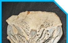 人类的祖先究竟是猿还是鱼？院士科普→