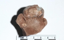 刷新纪录！“世界最小的非鸟类恐龙蛋”落户江西