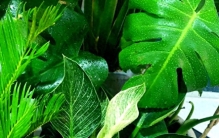 不养“完美绿植”，有瑕疵的花草，才最懂生活