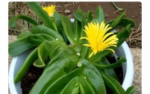 丑到被嫌弃的花，竟是家里藏着的“风水真神”