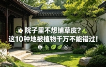 院子里不想铺草皮？这10种地被植物千万不能错过，效果太好了！