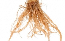 植物根尖的结构与功能