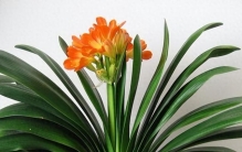 别甩锅手残，花草是你家风水照妖镜