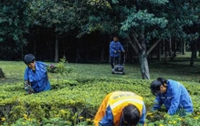 花草不进无福之家，家里花草旺不旺，一眼就能看出你家有没有福气