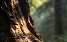 万物有灵：一棵树把最疼的地方，长成了全身最硬的骨头