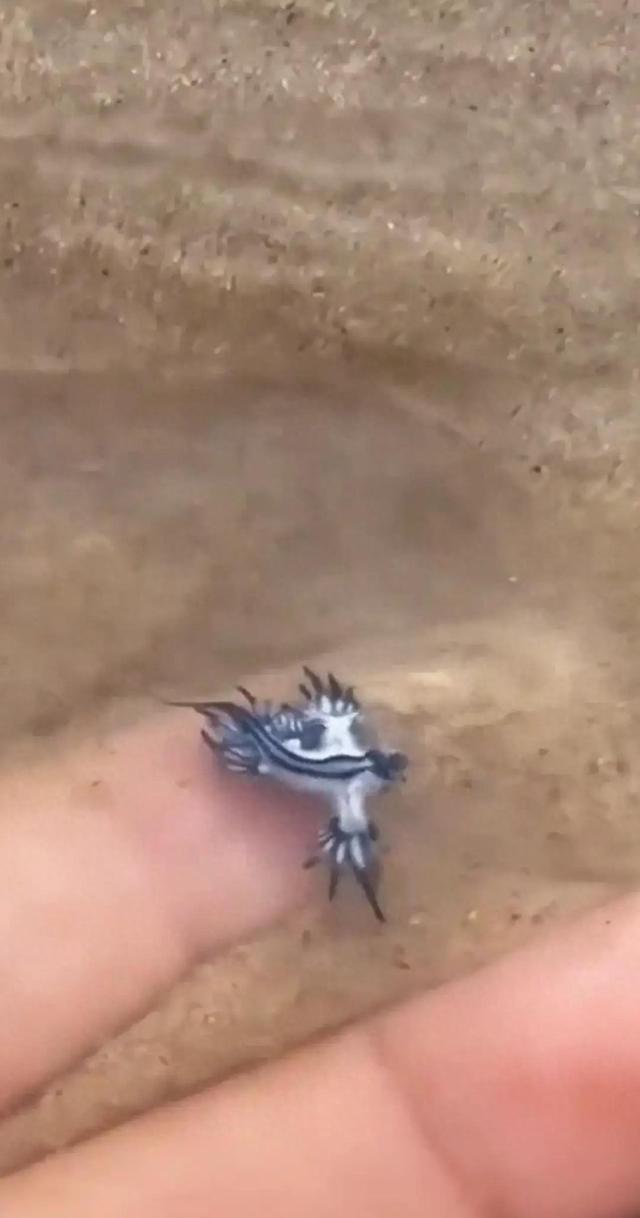 太罕见了！台湾屏东，有一女子在海边沙滩，发现只不知名奇怪生物