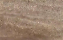 太罕见了！台湾屏东，有一女子在海边沙滩，发现只不知名奇怪生物