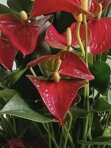 民间常说人养花、花亦养人，花草旺盛之家，日子大多和顺安稳