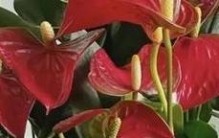 民间常说人养花、花亦养人，花草旺盛之家，日子大多和顺安稳