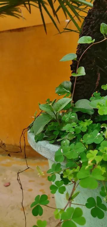 花草不进无福之家；家里花草旺不旺，一眼就能看出你家有没有福气