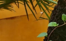 花草不进无福之家；家里花草旺不旺，一眼就能看出你家有没有福气