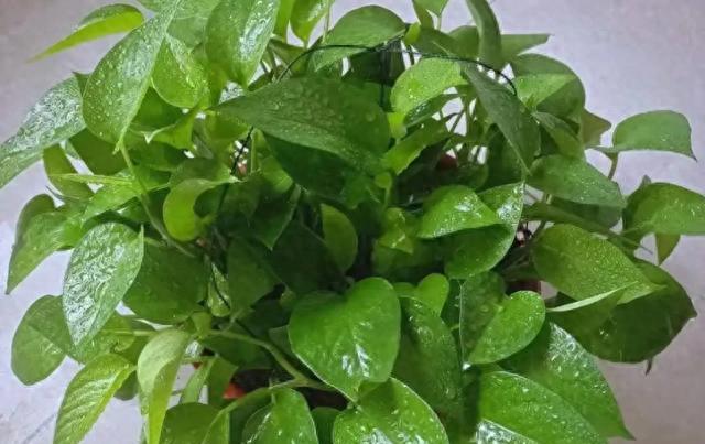 别只养绿萝了!这5种绿植颜值吊打绿萝，还更好养，客厅秒变北欧风