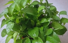 别只养绿萝了!这5种绿植颜值吊打绿萝，还更好养，客厅秒变北欧风