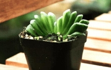 十大最漂亮的多肉植物，这10种多肉颜值爆表