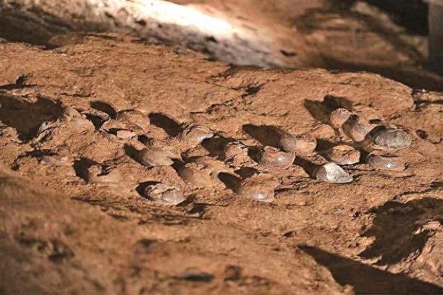 全球最大恐龙蛋化石群穿上了“纳米防护服”