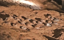 全球最大恐龙蛋化石群穿上了“纳米防护服”