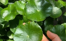 五种植物很“疯狂”，养一棵就泛滥，看着美，种的人却左右为难