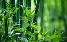 别被它骗了！竹子是破坏力极强的植物，水泥、地基全挡不住