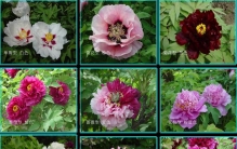 京城花问⑥丨“花王”牡丹“花相”芍药，你分得清二者吗？