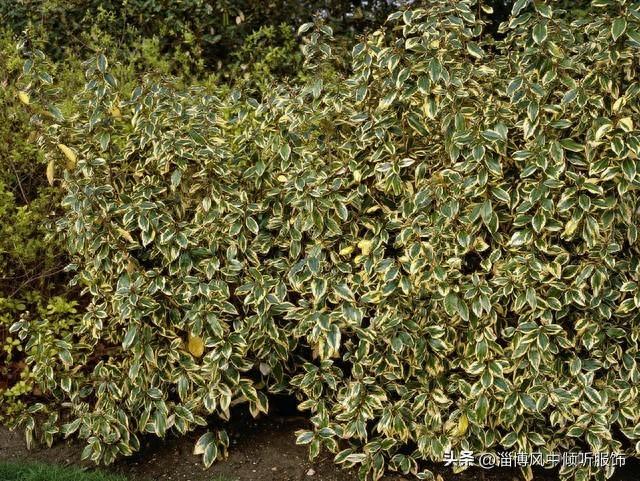 世界上最痛的植物是？？？