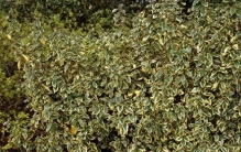 世界上最痛的植物是？？？