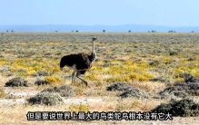 世界上最大的鸟类，鸵鸟都没有它大，堪比传说中的鲲鹏