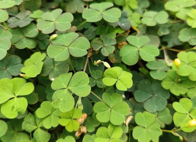 酢浆草：一株酢浆草，半点夏清凉