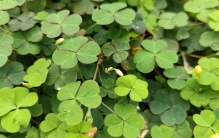 酢浆草：一株酢浆草，半点夏清凉