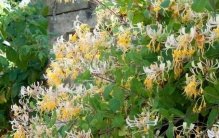 养好金银花并不难，入手前注意看家里环境是否合适