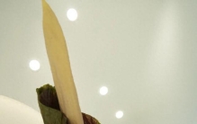 地球上最高的魔芋，在西双版纳开花了！花序高达2.5米