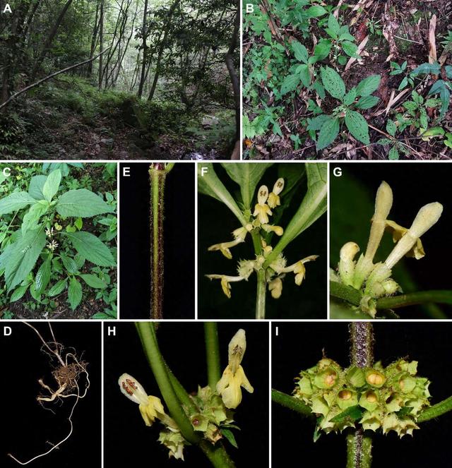 上新！川陕山地林下有新发现 被命名为大巴山假糙苏