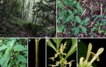 上新！川陕山地林下有新发现 被命名为大巴山假糙苏
