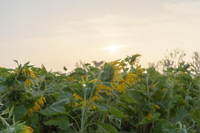 10种植物“超级英雄”：耐辐射、吃重金属、能灭火，专治各种不服