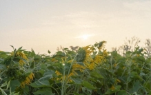 10种植物“超级英雄”：耐辐射、吃重金属、能灭火，专治各种不服