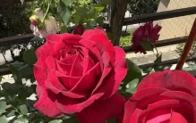 公认的“世界十大名花”，看看哪种长在你的心巴上