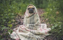 仿生机器人：当科技复刻生命之美