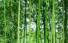 全球最大的竹子，能长到15层楼高，还是中国独有的！长见识了